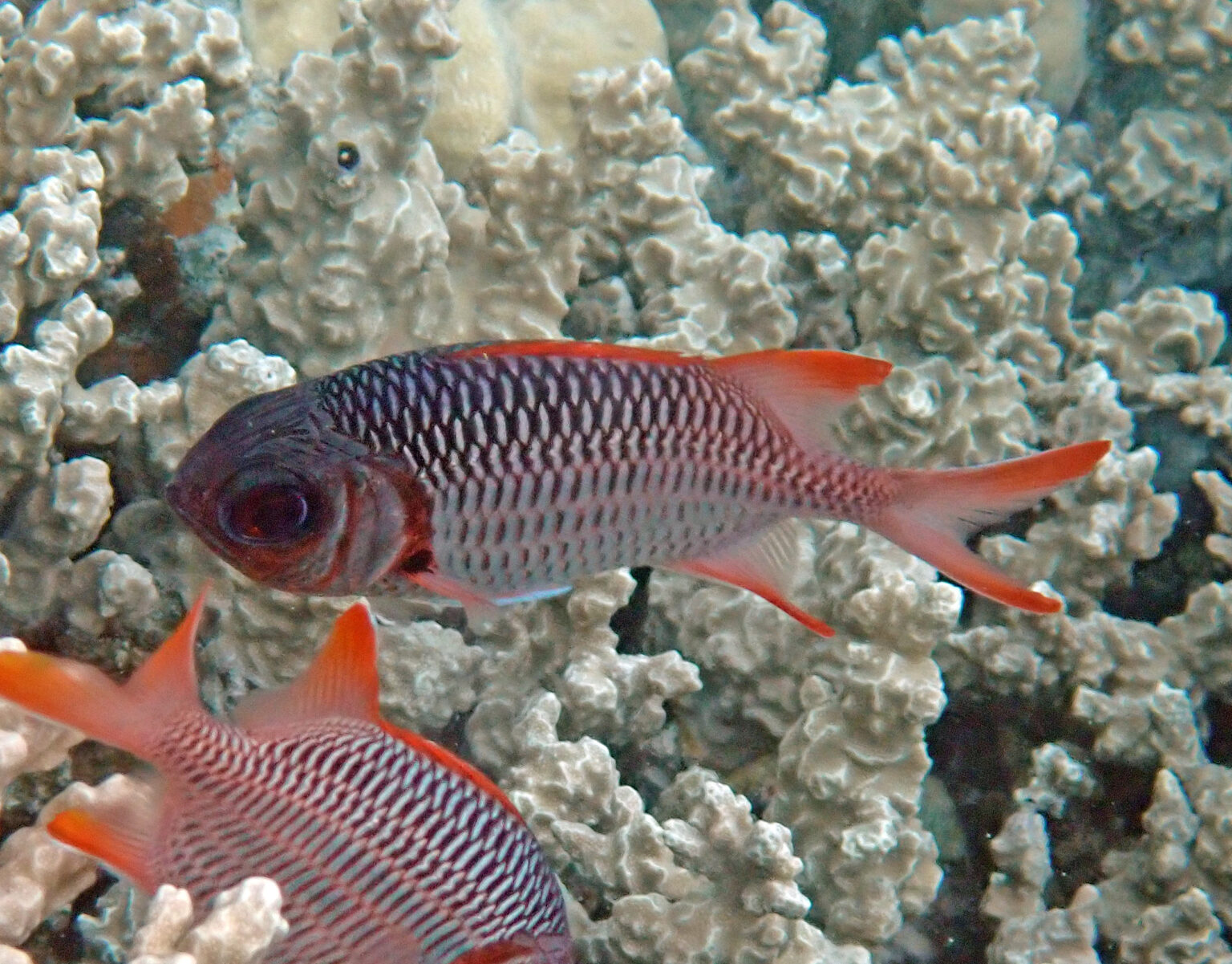 Fish of Fiji — U to Z | Mostly Fish