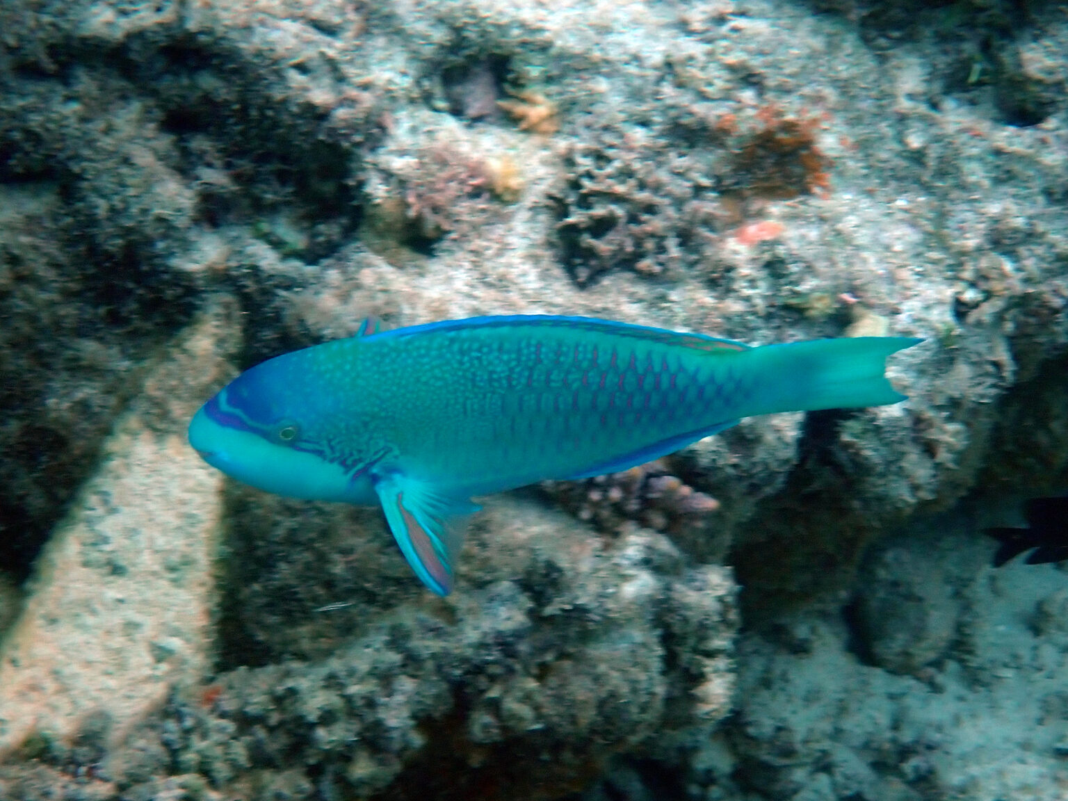Fish of Fiji — U to Z | Mostly Fish